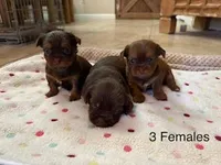 Bella Blue Eyes, a female Shorkie for sale in Scottsdale, AZ – 5 of 10