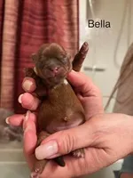 Bella Blue Eyes, a female Shorkie for sale in Scottsdale, AZ – 10 of 10