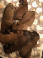 Lucy, a female Lhasa Apso and Shih Tzu for sale in Scottsdale, AZ – Photo 5 of 6