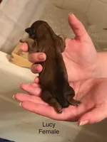 Lucy, a female Lhasa Apso and Shih Tzu for sale in Scottsdale, AZ – Photo 4 of 6