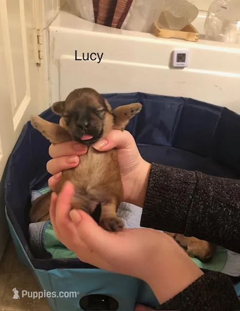 Lucy