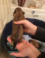 Lucy, a female Lhasa Apso and Shih Tzu for sale in Scottsdale, AZ – Photo 2 of 6