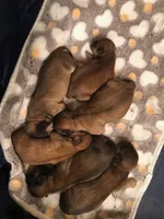 Lucy, a female Lhasa Apso and Shih Tzu for sale in Scottsdale, AZ – Photo 6 of 6