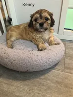 Kenny, a male Lhasa Apso and Shih Tzu for sale in Scottsdale, AZ – Photo 1 of 10