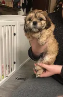 Kenny, a male Lhasa Apso and Shih Tzu for sale in Scottsdale, AZ – Photo 2 of 10