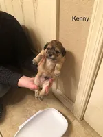 Kenny, a male Lhasa Apso and Shih Tzu for sale in Scottsdale, AZ – Photo 10 of 10