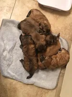 Kenny, a male Lhasa Apso and Shih Tzu for sale in Scottsdale, AZ – Photo 9 of 10