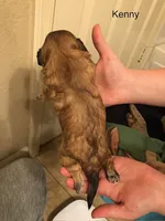 Kenny, a male Lhasa Apso and Shih Tzu for sale in Scottsdale, AZ – Photo 5 of 10