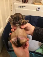 Kenny, a male Lhasa Apso and Shih Tzu for sale in Scottsdale, AZ – Photo 6 of 10