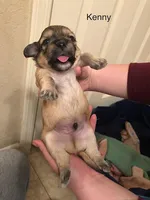 Kenny, a male Lhasa Apso and Shih Tzu for sale in Scottsdale, AZ – Photo 4 of 10