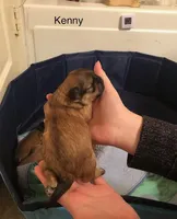 Kenny, a male Lhasa Apso and Shih Tzu for sale in Scottsdale, AZ – Photo 7 of 10