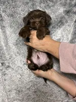 Teddy Blue Eyes, a male Shih Tzu and Yorkshire Terrier for sale in Scottsdale, AZ – 3 of 10