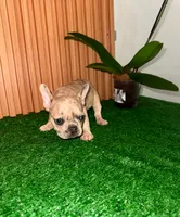 Laura, a female French Bulldog for sale in Somerville, MA – 1 of 2