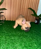 Jean, a male French Bulldog for sale in Somerville, MA – 2 of 2