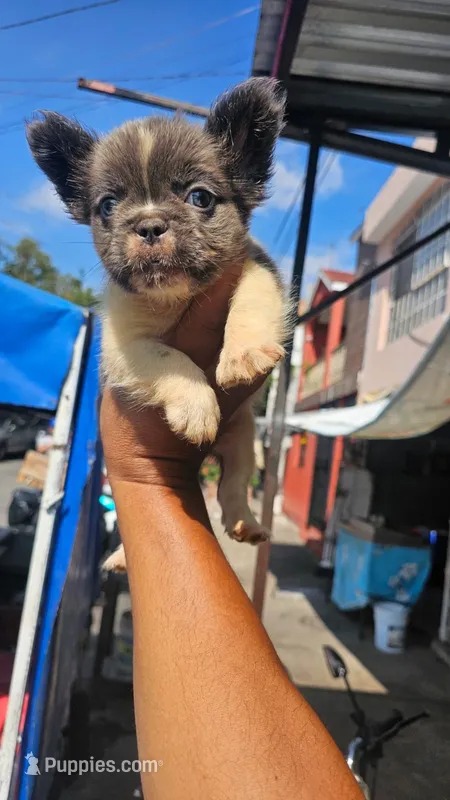 Delilah – French Bulldog puppy for sale in Somerville, MA