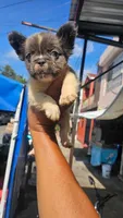 Delilah, a female French Bulldog for sale in Somerville, MA – 1 of 1