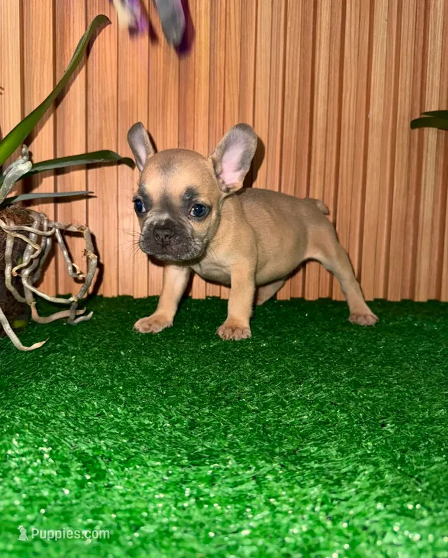 Jean – French Bulldog puppy for sale in Somerville, MA