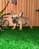 Jean, a male French Bulldog for sale in Somerville, MA – 1 of 2