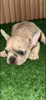 Laura, a female French Bulldog for sale in Somerville, MA – 2 of 2
