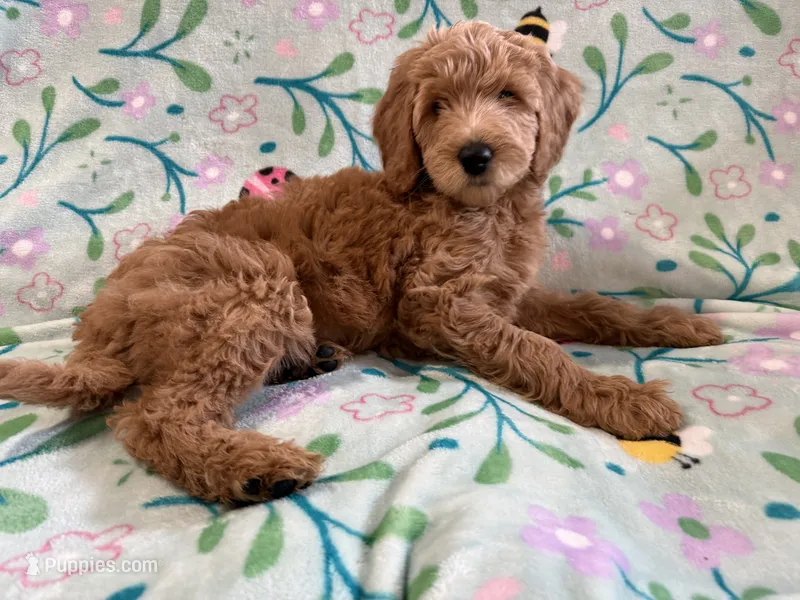 Starry  – Goldendoodle puppy for sale in Chicago, IL