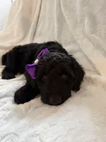 Oreo , a female Goldendoodle for sale in Chicago, IL – 3 of 3