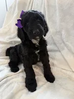 Oreo , a female Goldendoodle for sale in Chicago, IL – 2 of 3
