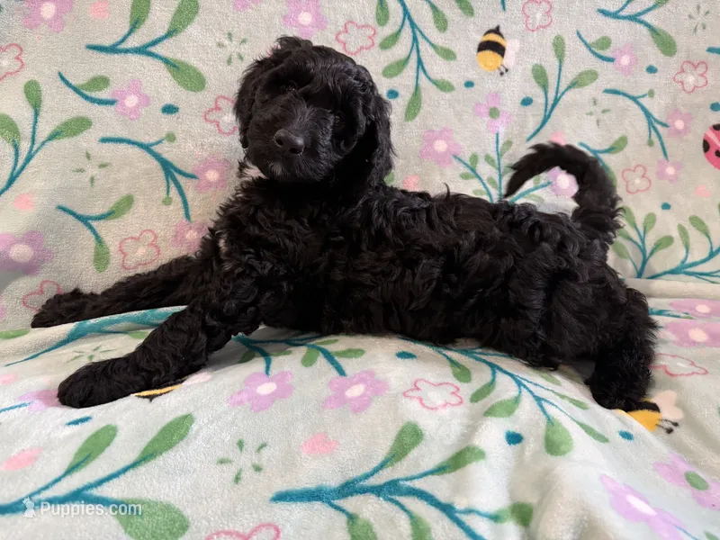 Oreo  – Goldendoodle puppy for sale in Chicago, IL