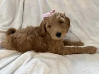 Starry , a female Goldendoodle for sale in Chicago, IL – 2 of 2
