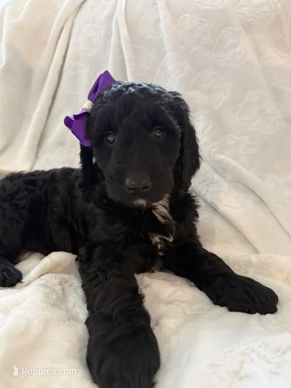 Oreo  – Goldendoodle puppy for sale in Chicago, IL
