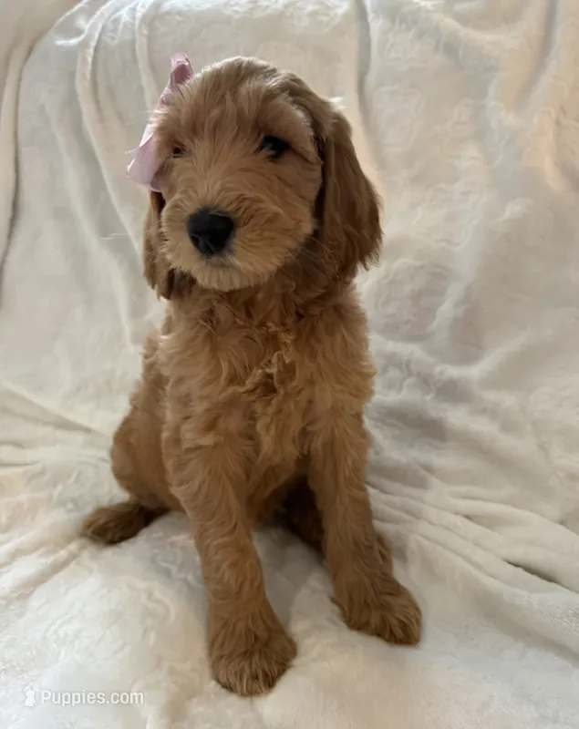 Starry  – Goldendoodle puppy for sale in Chicago, IL