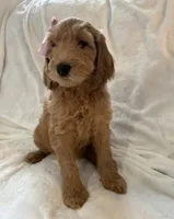 Starry , a female Goldendoodle for sale in Chicago, IL – 1 of 2