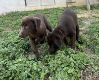 Girl 1, a female Siberian Husky and Labrador Retriever for sale in Thomasville, NC – Photo 9 of 9
