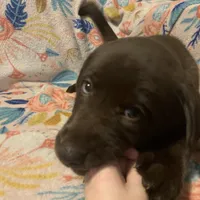 Girl 1, a female Siberian Husky and Labrador Retriever for sale in Thomasville, NC – Photo 6 of 6