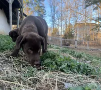 Girl 1, a female Siberian Husky and Labrador Retriever for sale in Thomasville, NC – Photo 8 of 9