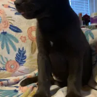 Girl 1, a female Siberian Husky and Labrador Retriever for sale in Thomasville, NC – Photo 3 of 6