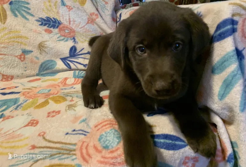 Girl 1 – Siberian Husky, Labrador Retriever puppy for sale in Thomasville, NC