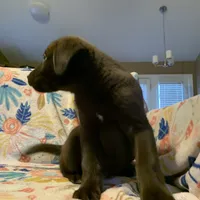 Girl 1, a female Siberian Husky and Labrador Retriever for sale in Thomasville, NC – Photo 2 of 6