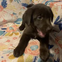 Girl 1, a female Siberian Husky and Labrador Retriever for sale in Thomasville, NC – Photo 5 of 6