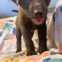 Girl 1, a female Siberian Husky and Labrador Retriever for sale in Thomasville, NC – Photo 1 of 6