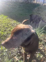 Girl 1, a female Siberian Husky and Labrador Retriever for sale in Thomasville, NC – Photo 7 of 9