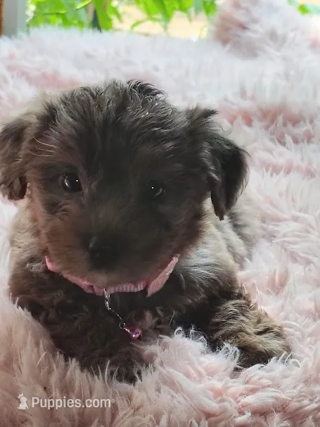 Pebbles – Yorkshire Terrier puppy for sale in Chuckey, TN