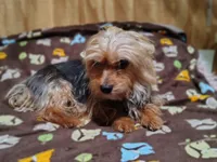 Carmel, a female Yorkipoo for sale in Chuckey, TN – 9 of 9