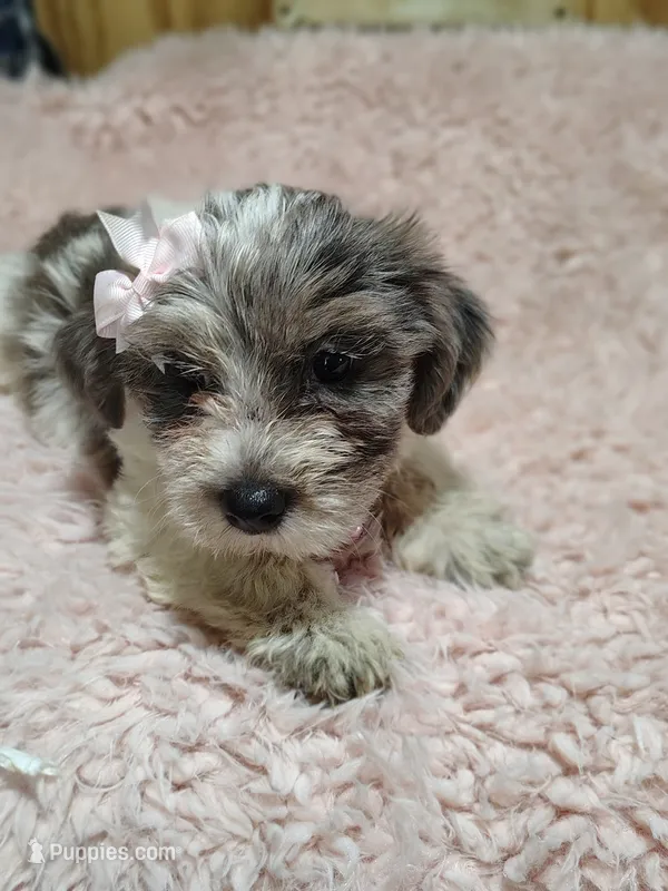 Button – Yorkshire Terrier puppy for sale in Chuckey, TN