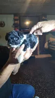 Sparkles, a female Yorkipoo for sale in Chuckey, TN – 4 of 6