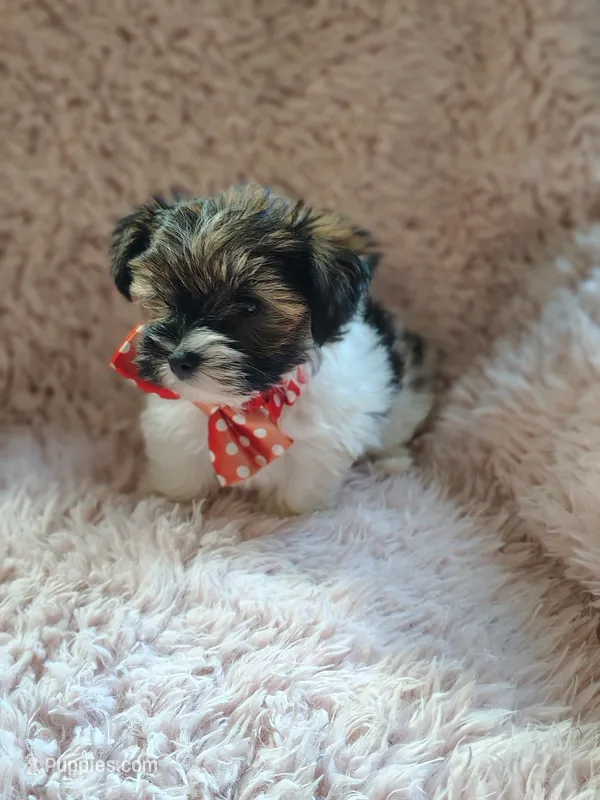 Mr cuddles – Yorkshire Terrier puppy for sale in Chuckey, TN