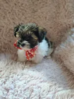 Mr cuddles, a male Yorkshire Terrier for sale in Chuckey, TN – 8 of 9