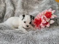 Tiny love, a female Yorkshire Terrier for sale in Chuckey, TN – 4 of 6