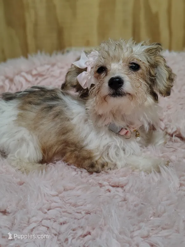 Caramel – Yorkshire Terrier, Poodle - Toy  puppy for sale in Chuckey, TN