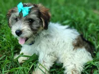 Wiggles sable party, a male Yorkshire Terrier for sale in Chuckey, TN – 4 of 7