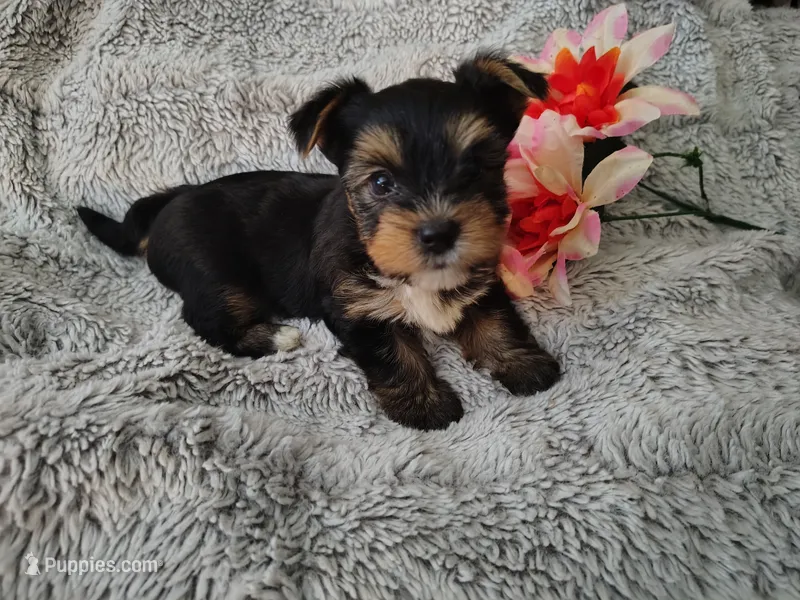 Skip – Yorkshire Terrier puppy for sale in Chuckey, TN